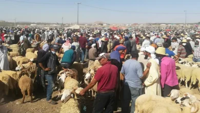 سلطات آسفي تمنع “الكسابة” من إدخال وبيع المواشي بسوق جمعة اسحيم