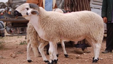 عيد الأضحى.. مغاربة يحتفلون بعقيقة أبنائهم تزامنا مع العيد الكبير