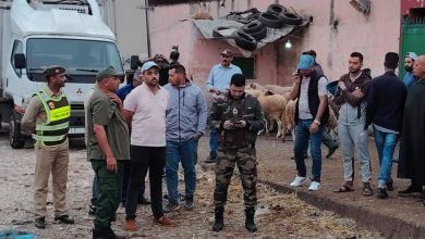 سيدي بنور.. السلطات تتدخل لمنع ذبح 200 خروف خارج الضوابط القانونية (صورة)