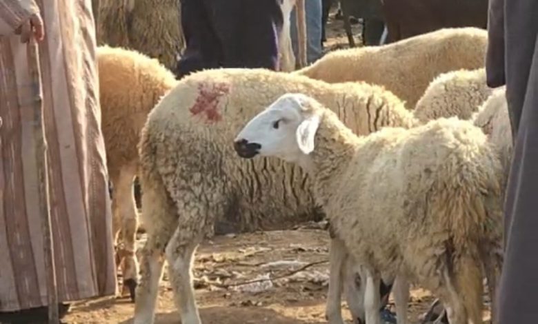 “رحبة الغنم” ممتلئة في جمعة فضالات بالمحمدية وسط علامة استفهام حول تساهل السلطات