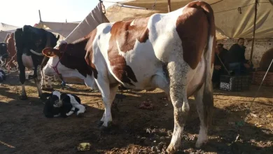 تيزنيت.. بقرة تهاجم تاجر مواشي داخل السوق وتنهي حياته بنطحات قاتلة