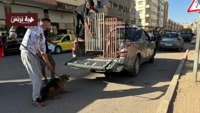بتنسيق مشترك .. حملة للحد من إنتشار الكلاب الضالة بشوارع صفرو