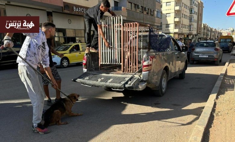 بتنسيق مشترك .. حملة للحد من إنتشار الكلاب الضالة بشوارع صفرو